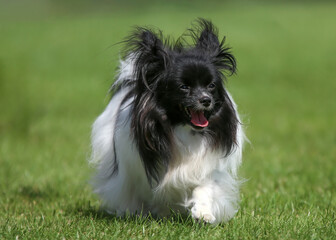 Cute little black and white papillon dog walking on grass.