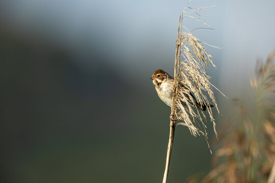 A Reed Bunting in the wild