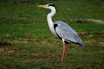 Fototapeta premium grey heron (Ardea cinerea) captured at Yala National Park Sri Lanka.