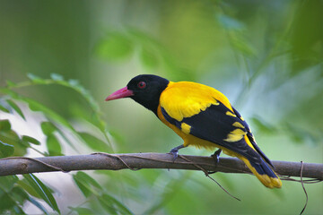 black-hooded oriole (Oriolus xanthornus) perched on tree branch against greenish background.