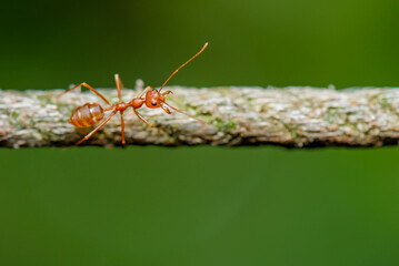 Fire ant  on gFire ant  on green background