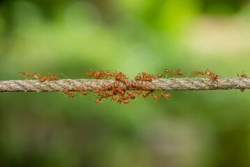 Fire ant  on green background