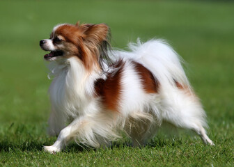 Sable and white Papillon (also called the Continental Toy Spaniel) puppy moving on grass