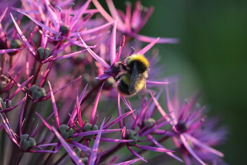 bee on a flower