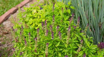 Sweet basil with lemongrass in herb garden