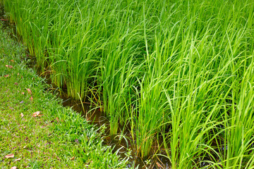 Rice plant in rice field.