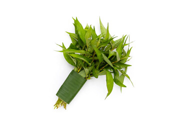 Vietnamese coriander leaves on white background.