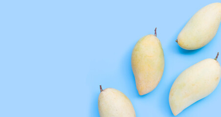 Tropical fruit, Mango on blue background.
