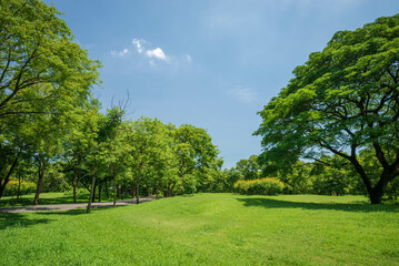 Beautiful park scene in public park with green grass field, green tree plant and a party cloudy blue sky
