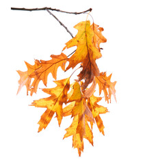 Autumn tree branch on transparent backgrounds  png,  set autumn leaves png, autumn colored with fall leaves frame border,