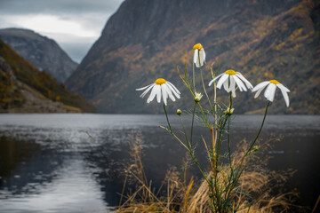 Flowers by the fjord