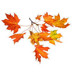 Naklejka na ściany i meble Autumn tree branch on transparent backgrounds png, set autumn leaves png, autumn colored with fall leaves frame border,