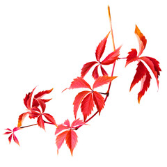 Autumn tree branch on transparent backgrounds  png,  set autumn leaves png, autumn colored with fall leaves frame border,