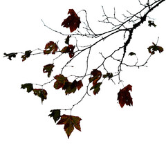 Autumn tree branch on transparent backgrounds  png,  set autumn leaves png, autumn colored with fall leaves frame border,