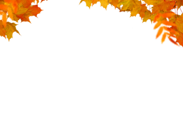 Autumn tree branch on transparent backgrounds  png,  set autumn leaves png, autumn colored with fall leaves frame border,