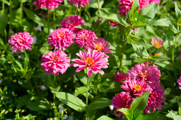 Zinnia flower in the garden