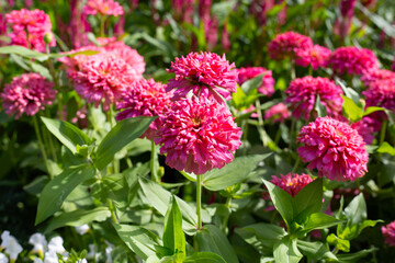 Zinnia flower in the garden