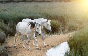 camargue horses in marsh