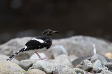 The White-crowned forktail
( Enicurus leschenaulti ) bird is a type of water bird that usually lives in high mountain areas with cool climates. The photo depicts the 