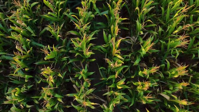 Aerial view of corn fields at sunset in the italian countryside. Concept of farming and agriculture. Rural italy countryside with corn and mais plants