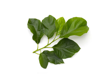 Avocado leaves on white background.