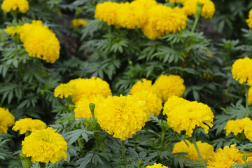Beautiful marigold flower in the garden