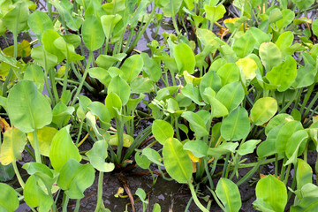 Limnocharis flava plant field vegetables