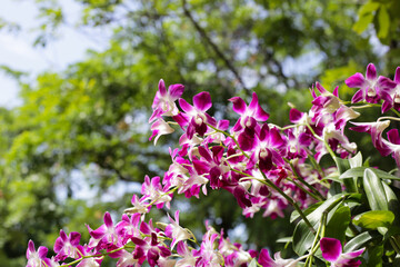 Beautiful purple orchid flowers. Flower background.