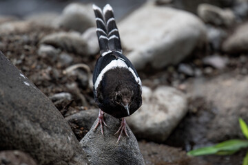 The White-crowned forktail
( Enicurus leschenaulti ) bird is a type of water bird that usually lives in high mountain areas with cool climates. The photo depicts the 