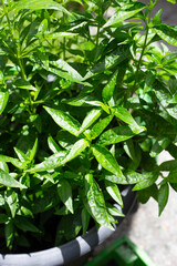 Andrographis paniculata plant in the garden