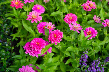 Zinnia flower in the garden