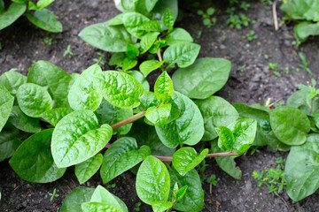 Ceylon spinach or basella rubra linn
