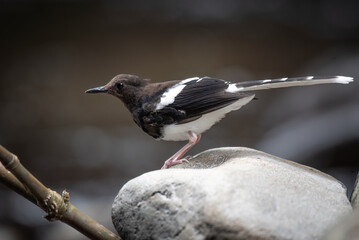 The White-crowned forktail
( Enicurus leschenaulti ) bird is a type of water bird that usually lives in high mountain areas with cool climates. The photo depicts the 