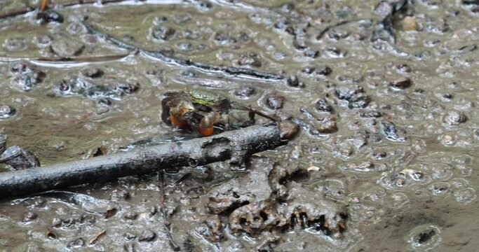 Female Uca borealis, commonly known as the "Northern Fiddler Crab" or "Atlantic Sand Fiddler," is a species of fiddler crab found along the eastern coast of North America