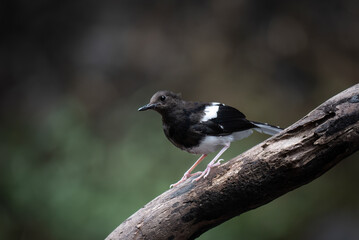 The White-crowned forktail
( Enicurus leschenaulti ) bird is a type of water bird that usually lives in high mountain areas with cool climates. The photo depicts the 