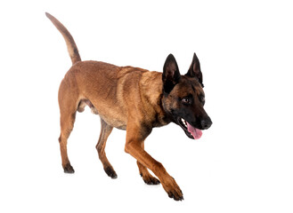 malinois in studio