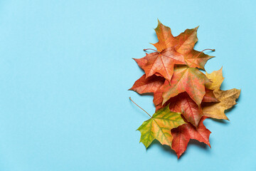 Stack of autumn fallen maple leaves on blue background with copy space. Seasonal background