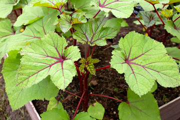 Red okra plant leaves in the garden