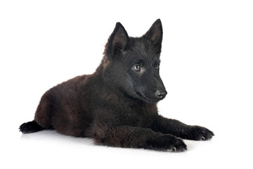  young Schipperke in studio