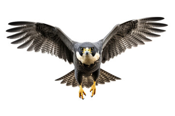 Obraz premium Portrait of brown Hawk or Falcon isolated on transparent background, raptors animal wildlife and habitat concept, Environmental Conservation