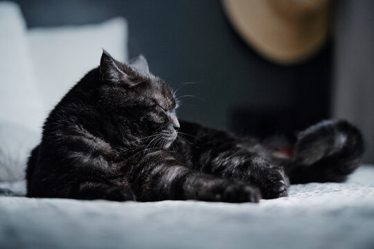 Adorable black cat lying on the bed at home.