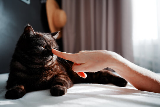 Adorable scottish black tabby cat bitting his owner's hand.