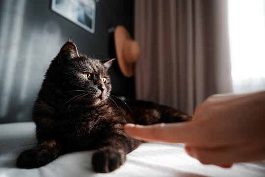 Adorable scottish black tabby cat bitting his owner's hand.