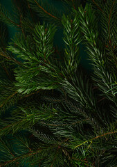 Christmas tree nature green background. Pine branches, needles top view. December mood concept. Spruce branch with needle of different varieties.