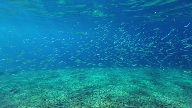 School of small fish swims in blue water under surface above sandy-rocky seabed in daytime
