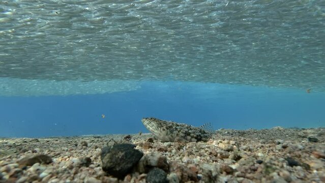  Lizardfish, camouflaged in sand, suddenly attacks school of sprat, slow motion. Slender Lizardfish or Gracile lizardfish (Saurida gracilis) ambushes huge shoal of anchovies