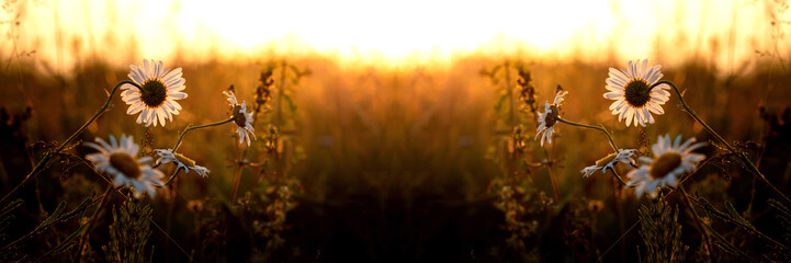 Wide banner with chamomile in summer morning sunlight.