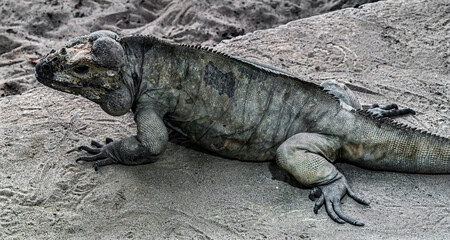 Corned iguana on the  sand. Latin name - Cyclura cornuta	