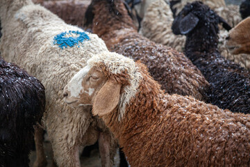 Transhumance of sheep in snow, hail and rain