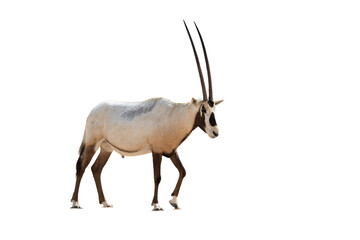 Isolated oryx over white or transparent background, animal of the desert of the Middle East.